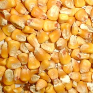 High Quality Yellow Corn Maize Grains Feed Corn Maize for Animal available for sale