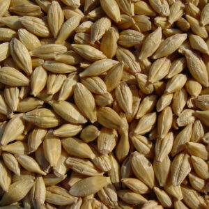 Buying barley online is available on the company’s website at any time. Its grains are widely applied in various branches of the food industry. Barley is imported at low price and in any volume. For buying barley’s grain it is necessary to call the specified number, to fill a form of the application or to order a call back – and representatives of the company will contact you soon.