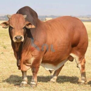 Looking to buy top-quality Boran Cattle for sale near you? Discover healthy and well-bred Boran Cattle from our reputable farm. Contact us today!